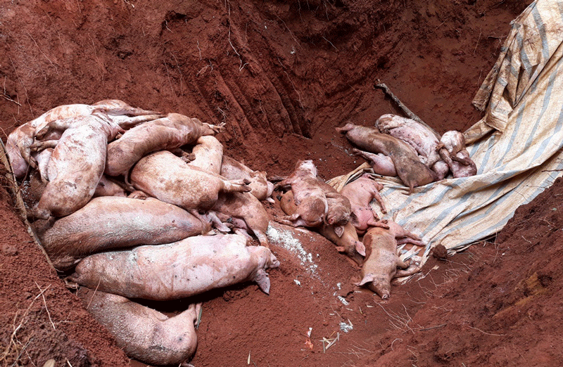 Di Linh tiêu hủy 129 con lợn bị bệnh Dịch tả lợn châu Phi