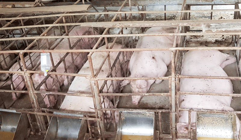 Đàn lợn của gia đình ông Bùi Mạnh Cường ở Thôn 3, xã Tân Lâm đã bị mắc bệnh