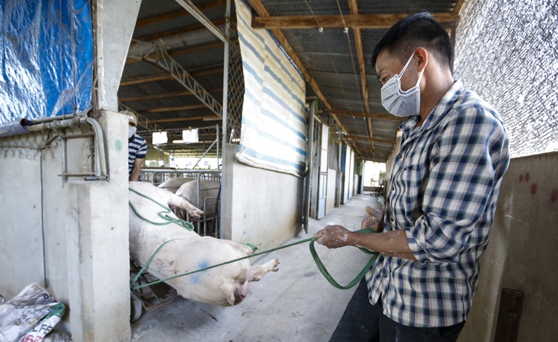 Người dân huyện Đức Trọng cùng cơ quan chức năng đưa lợn bị nhiễm bệnh đi tiêu hủy tại xã Liên Hiệp