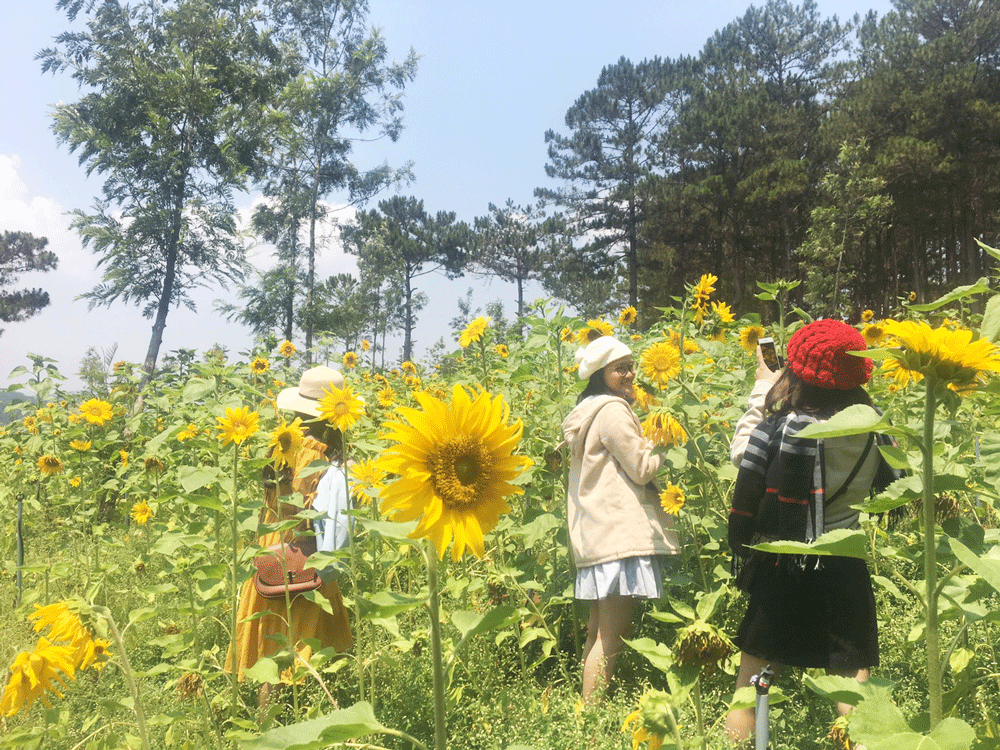 Không chỉ có trà và cà phê, những cánh đồng hoa ở Xuân Trường đang thu hút nhiều khách du lịch đến tham quan. Ảnh: V.Q