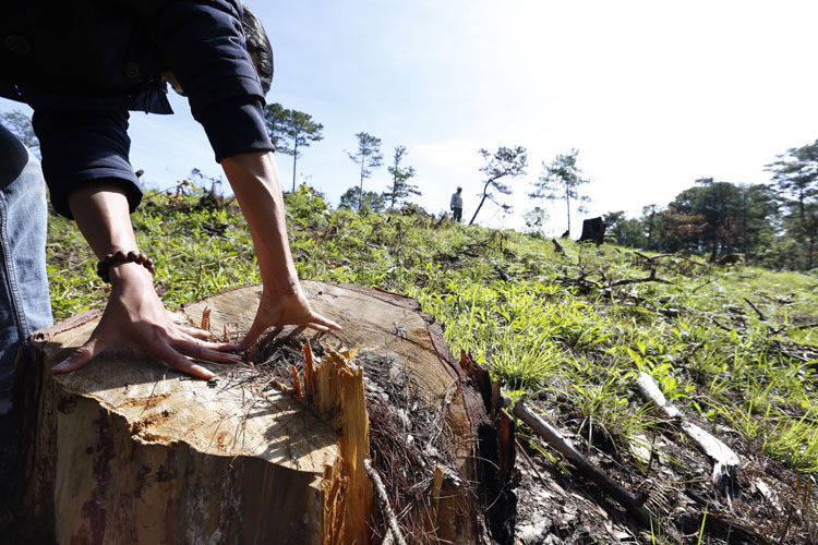 Năm 2019, mặc dù chính quyền địa phương và các cơ quan chức năng của huyện đã phối hợp tăng cường kiểm tra, kiểm soát rừng, song vẫn xảy ra vụ phá rừng và lấn chiếm đất rừng dọc QL 27C trên địa phận xã Đạ Sar. Ảnh: N.Ngà