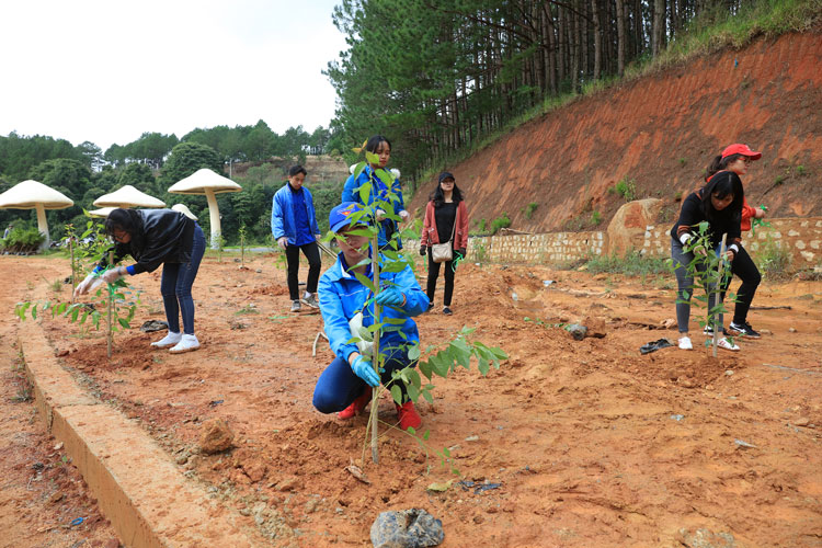 Cán bộ, nhân viên UBND Phường 4, TP Đà Lạt tham gia trồng cây xanh để trả lại mảng xanh cho Thắng cảnh hồ Tuyền Lâm