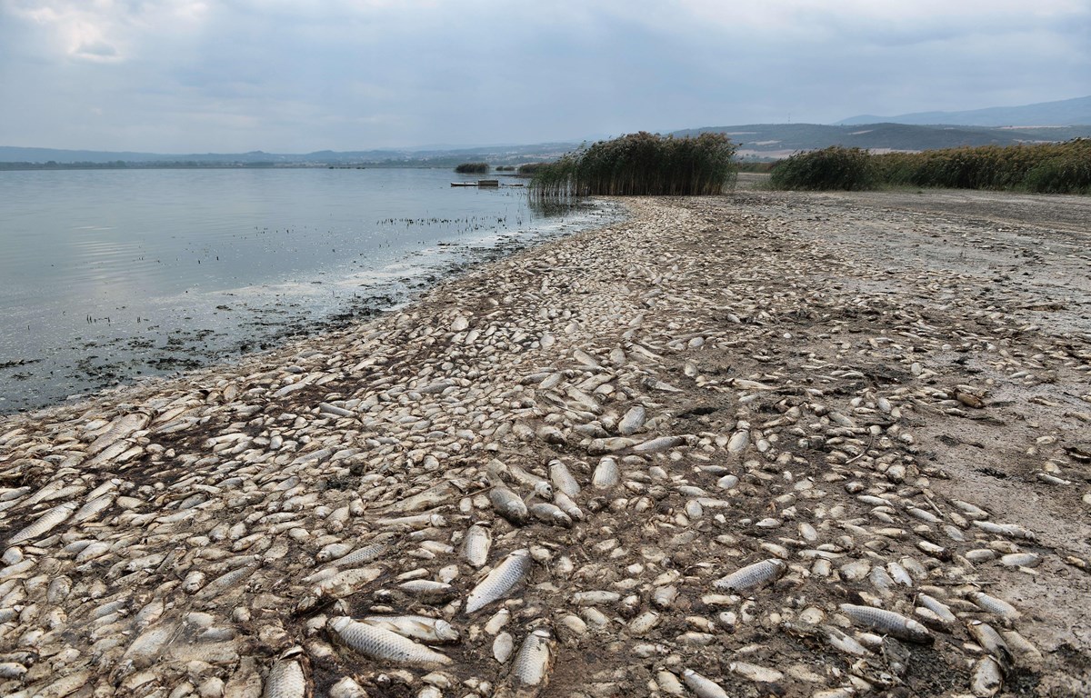 Hàng nghìn con cá chết nổi trên hồ Koroneia, miền Bắc Hy Lạp ngày 19/9/2019 do biến đổi khí hậu