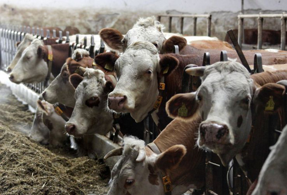 Việc chăn nuôi gia súc đóng góp một phần rất lớn khí thải carbon, gây ô nhiễm môi trường