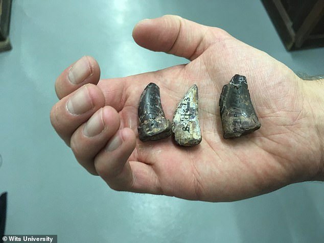 Những chiếc răng hóa thạch của cá sấu cổ xưa