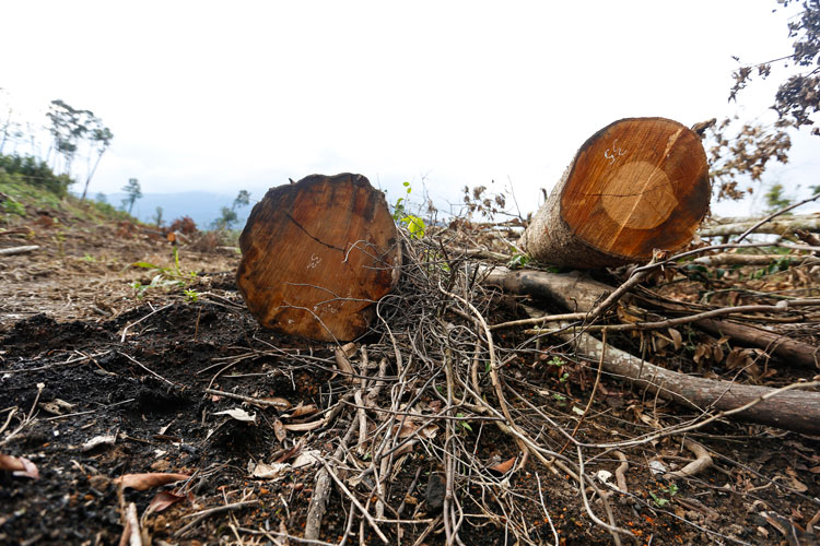 Tổng khối lượng gỗ thiệt hại ban đầu 44,150 m3, chủ yếu là gỗ tạp không có giá trị cao
