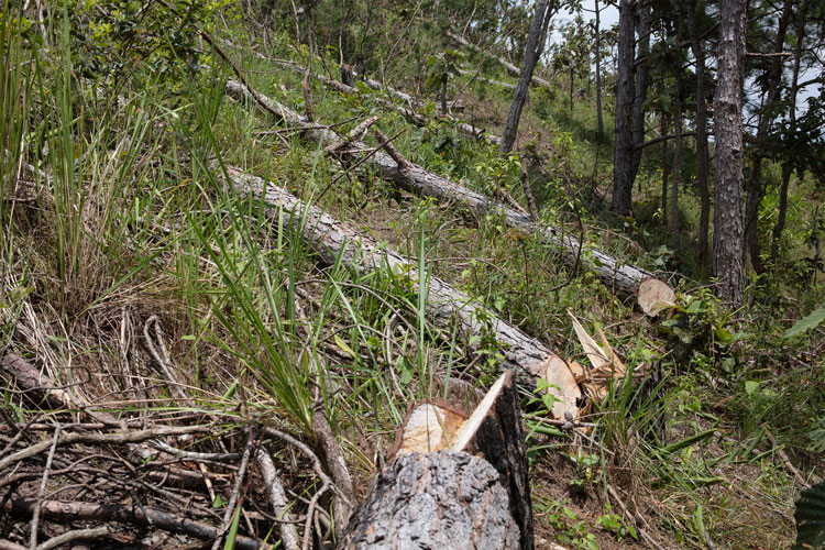 Phối hợp kiểm tra hiện trường vụ tàn phá rừng