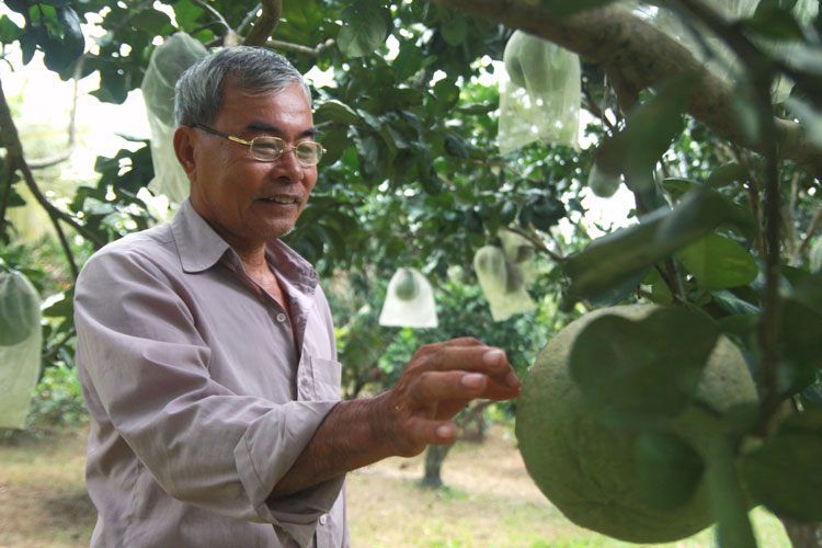 Chuyển đổi sang trồng cây ăn trái mang lại thu nhập cao cho người dân Quảng Trị