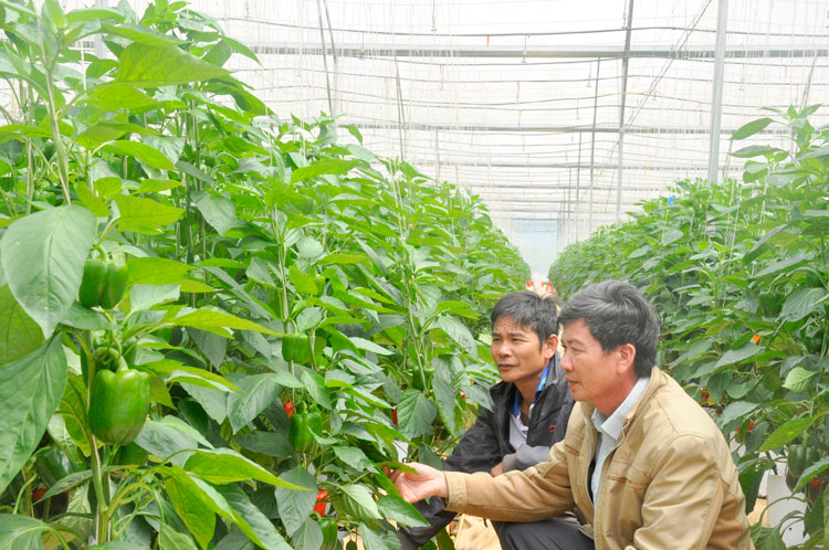 Anh Nguyễn Xuân Thủy (người ngồi phía trong) thành công khi biến đất ruộng thành diện tích sản xuất công nghệ cao cho thu nhập tiền tỷ