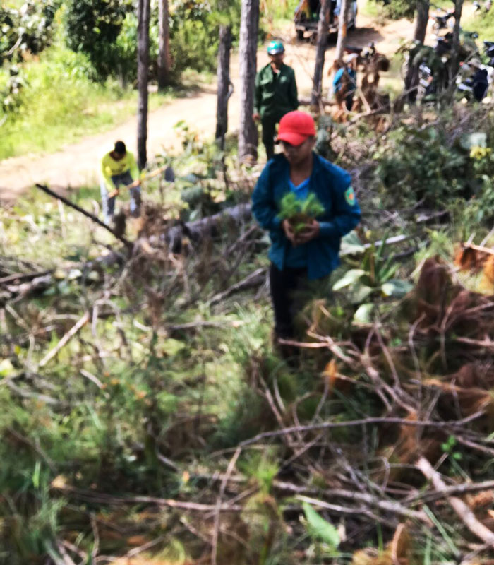 Lâm Hà: Trồng mới 1.000 cây thông tại Tiểu khu 261B