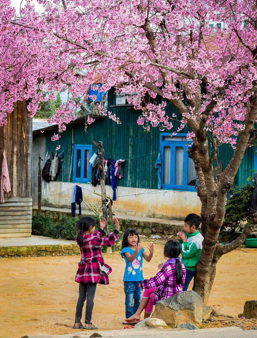 Trẻ em vui chơi dưới tán hoa mai anh đào vào mùa xuân. Ảnh: N.Thi