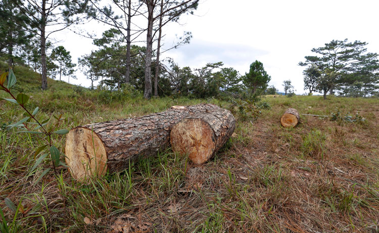 3 Ba lóng gỗ thông còn sót lại tại hiện trường vụ phá rừng sang nay