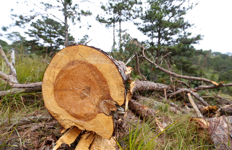 Thông rừng bị cưa hạ tại Tiểu khu 225, lâm phần do Ban quản lý RPH Tà Nung quản lý