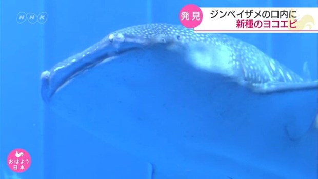 Cá mập voi Nhật Bản "nuôi" hơn 1.000 sinh vật trong khoang miệng