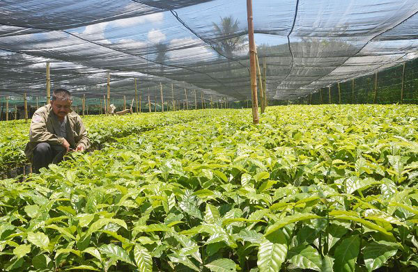 Chuẩn hóa vườn giống góp phần tạo nên vùng cà phê bền vững. Ảnh: D.Quỳnh