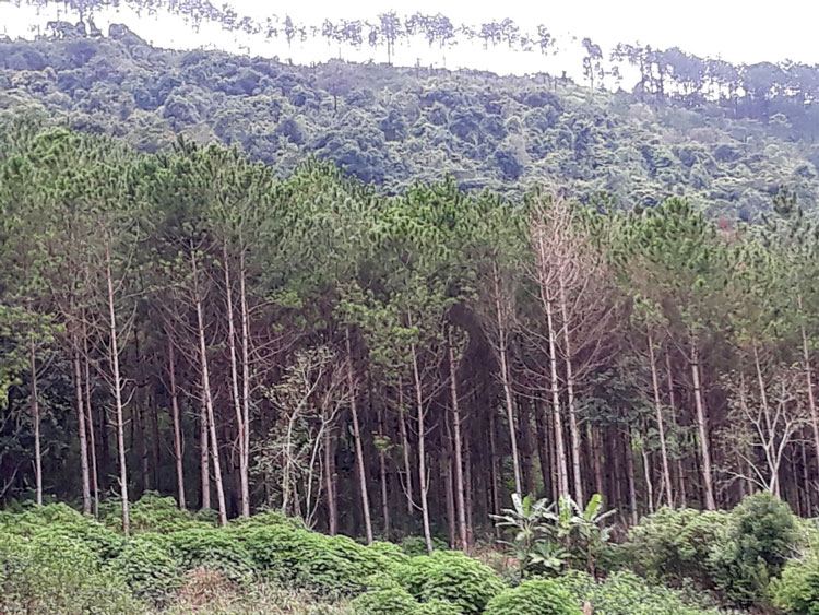 Cánh rừng thông ở Tiểu khu 269, xã Đông Thanh đã được cứu chữa kịp thời