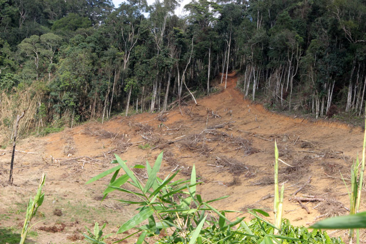 Lâm Hà: Tiếp tục phát hiện phá rừng tự nhiên