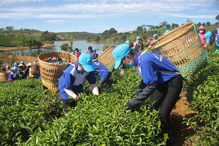 Hội thi hái trà là một trong những hoạt động hưởng ứng phục vụ du khách