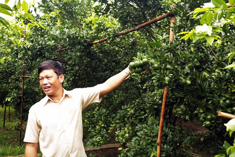 Sau khi chuyển đổi cơ cấu cây trồng, 2 ha vườn quýt của anh Vũ Minh Chung đã mang lại hiệu quả kinh tế cao. Ảnh: T.T.Hiền