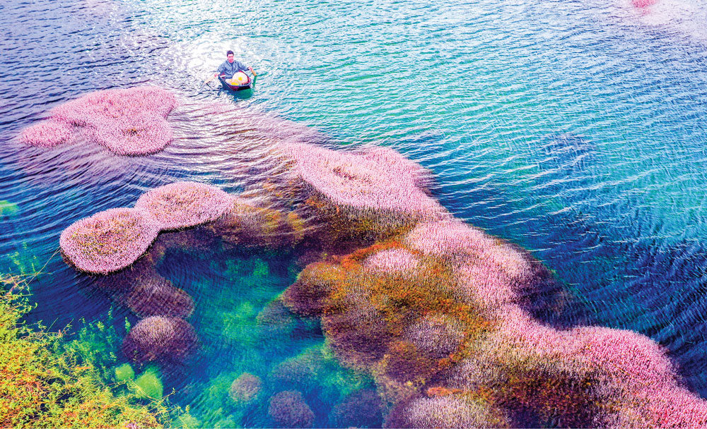 Vào buổi sớm, hay chiều về là thời điểm tảo hồng hiện ra đẹp nhất. Ảnh: N.Thi