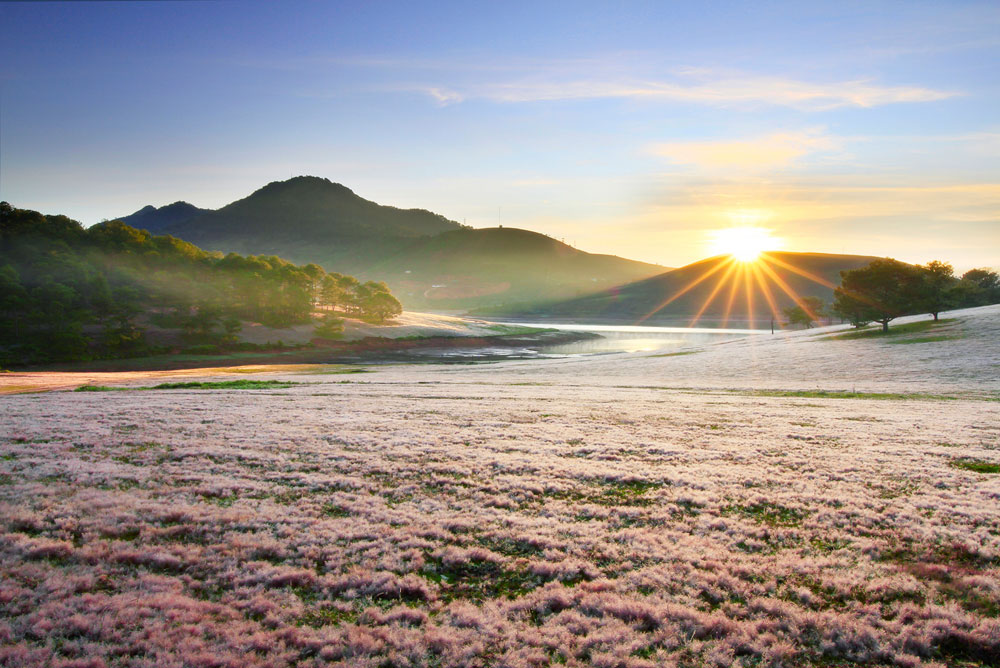 Đó là cỏ hồng - loài cỏ bắt đầu rực rỡ mỗi độ đông về trên cao nguyên Lang Biang, tạo nên một màu hồng tím phủ khắp núi đồi. (Ảnh 1: Võ Trang)