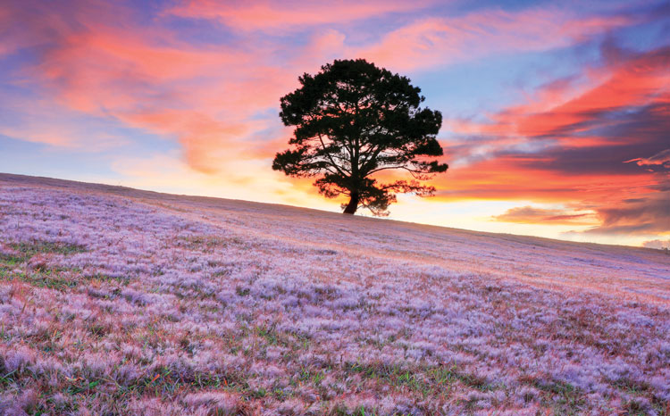 Cỏ tuyết hồng thường mọc dưới tán rừng thông. Cỏ hồng và cây thông cô đơn nổi tiếng là nguồn cảm hứng cho những bức tranh tuyệt sắc mỗi buổi bình minh hay hoàng hôn như thế này. (Ảnh: Võ Trang)