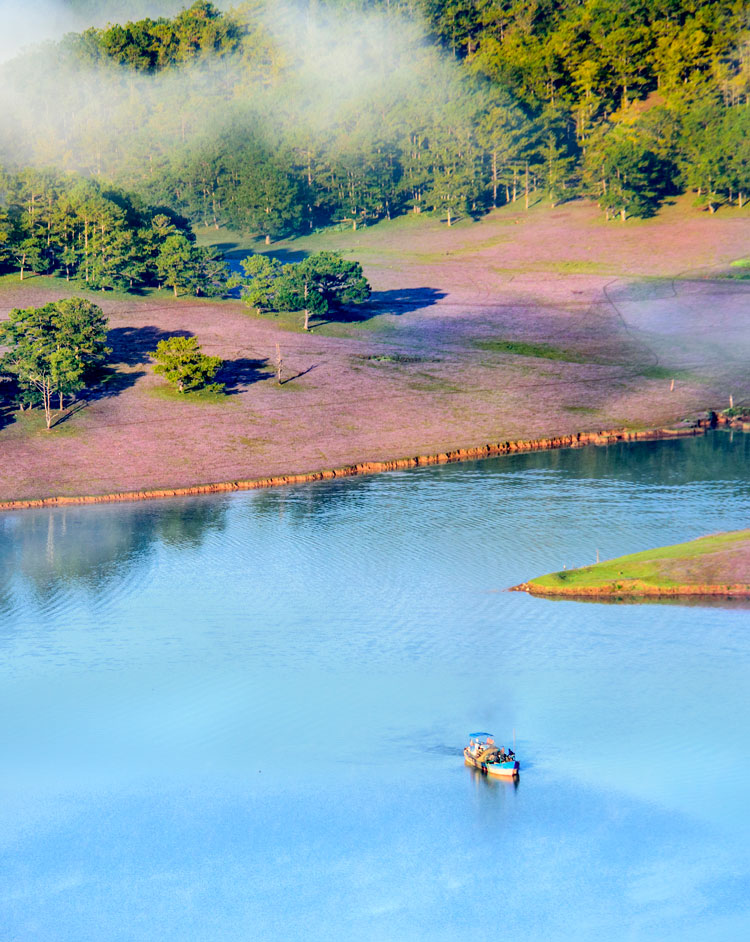 Cỏ hồng đẹp nhất ở khu vực hồ Đan Kia - Suối Vàng, bởi màu hồng mộng mơ của cỏ, cùng với màu xanh của rừng thông, hồ nước và màu bãng lãng của sương mây làm nên một vùng tiên cảnh. (Ảnh: Phạm Anh Dũng)