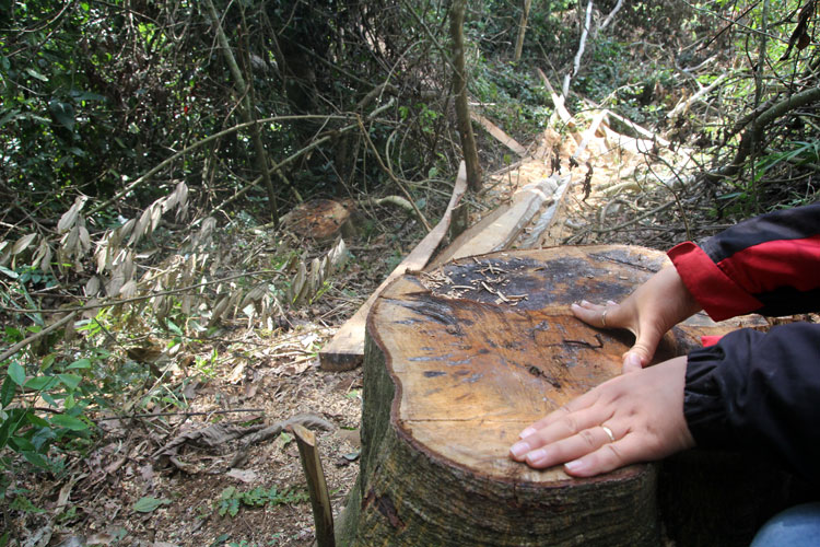 Khẩn trương điều tra, xử lý nghiêm vụ phá rừng tại huyện Lâm Hà