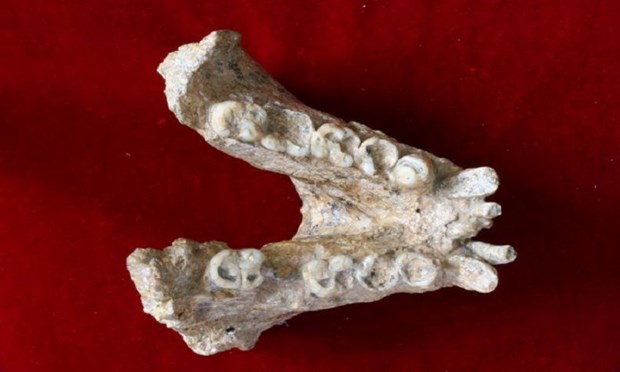 Hóa thạch xương răng của Gigantopithecus blacki
