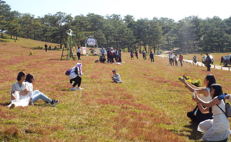 Hàng ngàn du khách đã dã ngoại trên đồi cỏ hồng trong ngày đầu mùa hội 