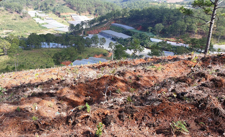 Nhiều diện tích đất lâm nghiệp bị lấn chiếm đã và đang được huyện Lạc Dương trồng cây rừng 4 năm tuổi. Ảnh: H.Yên