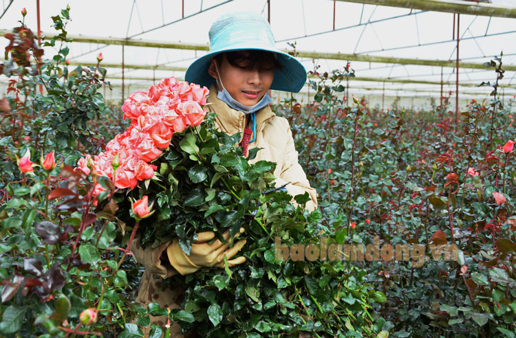 Thu hoạch hoa hồng tại làng hoa Vạn Thành. Ảnh: Văn Báu