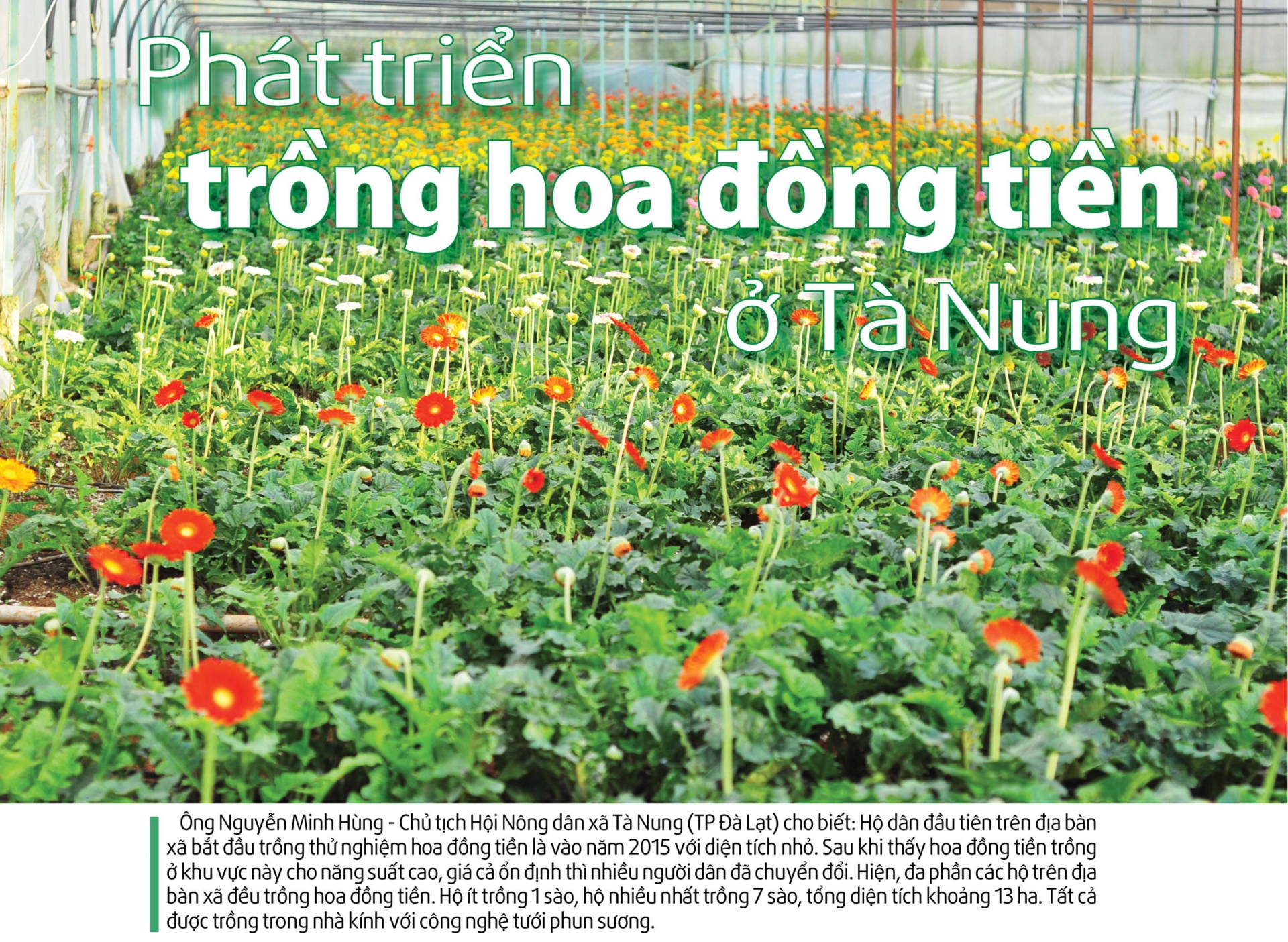 Phát triển trồng hoa đồng tiền ở Tà Nung