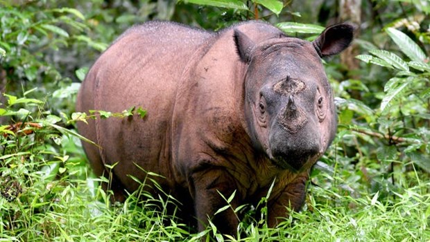 Loài tê giác Sumatra đã chính thức tuyệt chủng tại Malaysia