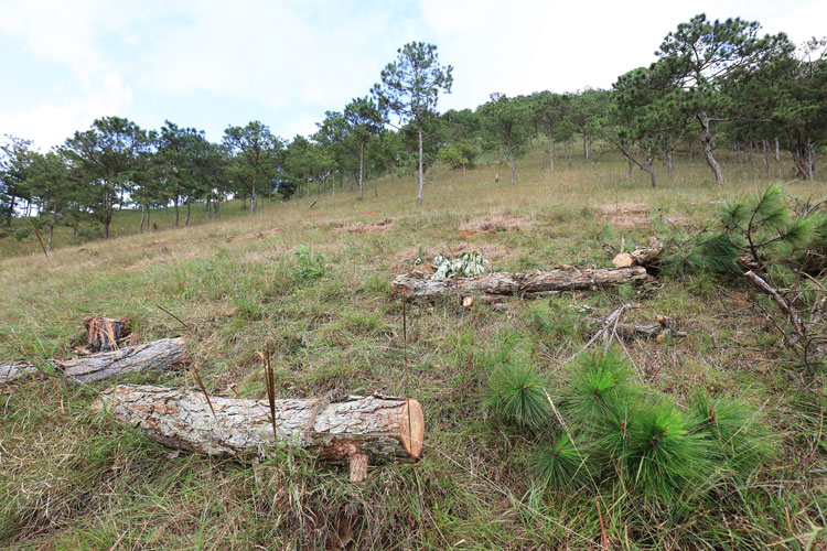 Hiện trường rừng thông 3 lá bị cưa hạ tại Tiểu khu 151A