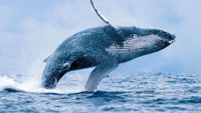 Chống biến đổi khí hậu: Một con cá voi đáng giá bằng hàng vạn cây xanh