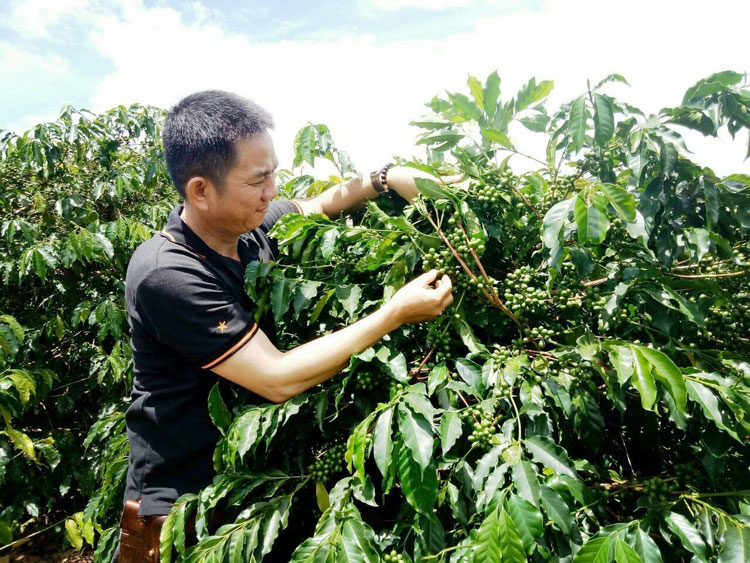 Typica, một giống cà phê đặc sản quý hiếm đang được nhiều nông dân Đà Lạt bảo tồn và nhân rộng. Ảnh: H.Sa 