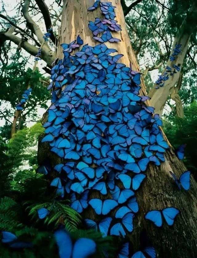 Đàn bướm Morpho xanh được chụp tại rừng mưa Amazon. Được biết, màu xanh mà loài bướm này sở hữu là cực kỳ hiếm có trong tự nhiên.