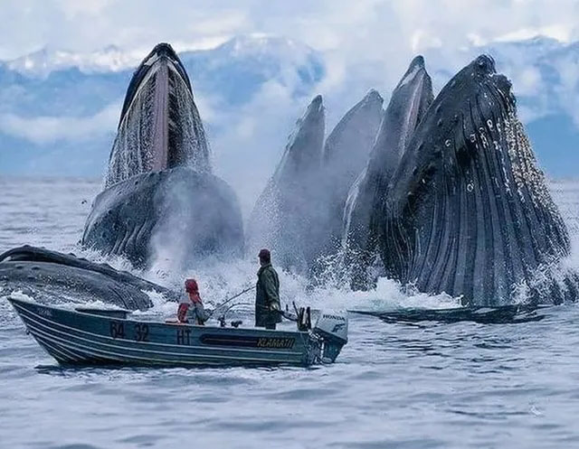 Đàn cá voi nhô lên mặt nước đớp mồi ngay sát một con thuyền được chụp ở Na uy