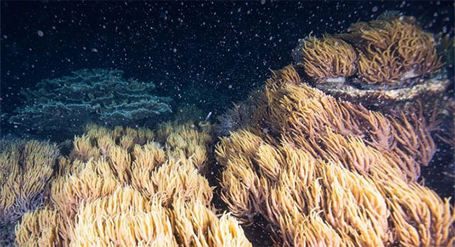 Phá vỡ sự &quot;yên tĩnh ma quái&quot;, sử dụng âm thanh để phục hồi… các rạn san hô chết