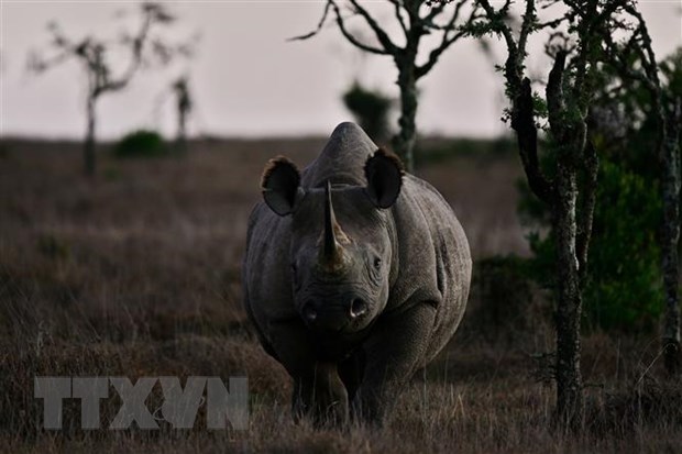 Tê giác đen tại khu vực Nanyuki, Kenya, đứng trước nguy cơ tuyệt chủng