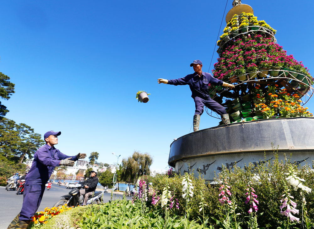 Công nhân công trình đô thị Đà Lạt thay các chậu hoa tại vòng xoay Hồ Tùng Mậu - Trần Quốc Toản. Ảnh: Chính Thành