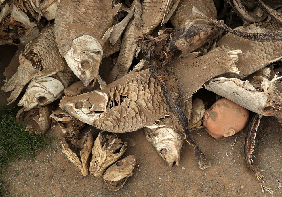 Cá chết khô tại một con đập ở Nam Phi. Hiện có 3 thành viên của SADC là Angola, Namibia và Zambia đã công bố tình trạng khẩn cấp quốc gia do hạn hán
