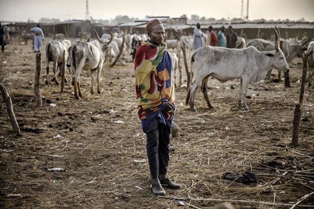 Một người dân chăn nuôi gia sức ở Nigeria