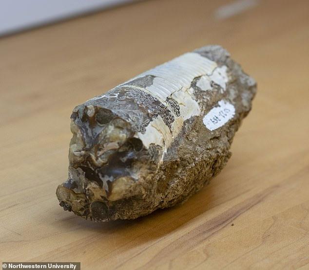 Một hóa thạch, được thu thập từ Nam Cực trong phòng thí nghiệm tại Đại học Northwestern, M