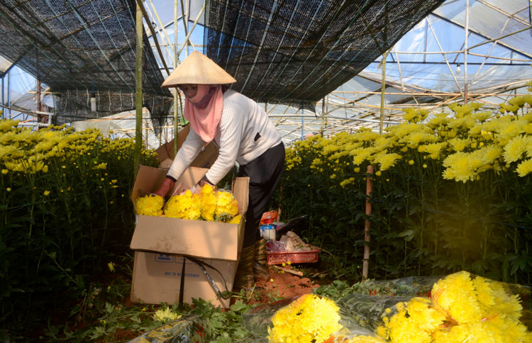 Thành quả lao động của người trồng hoa Thái Phiên