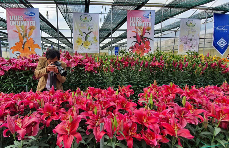 Những vườn lily của các hộ sản xuất kinh doanh thu hút khách