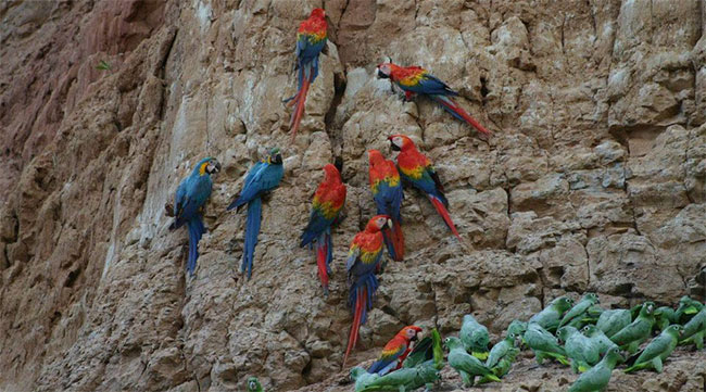 Ước tính hằng ngày có đến 18 loài vẹt đến ăn đất sét ở miền đông nam Peru