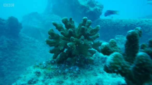 Một cây san hô con vừa được trồng lại dưới đáy biển ở Ấn Độ Dương