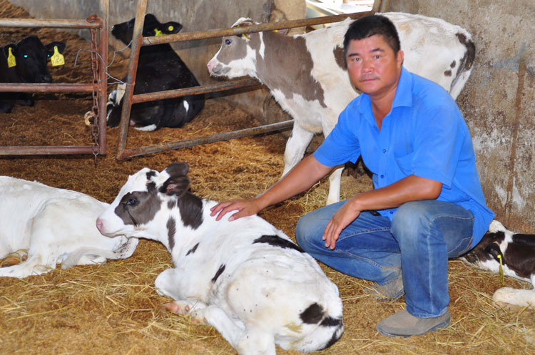 Ông Nguyễn Hữu Tuấn với quy mô phát triển đàn bò sữa lớn được đầu tư bài bản, “đúng chuẩn” công nghệ cao. Ảnh: H.Yên